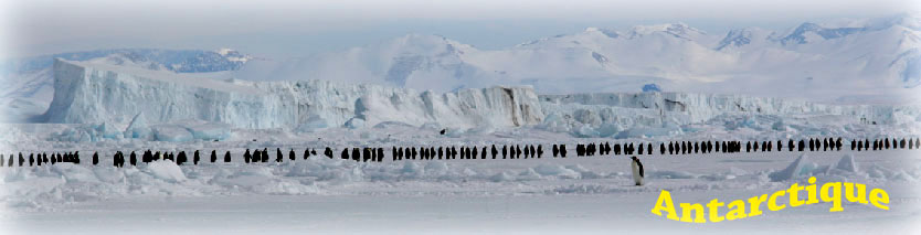 Marche des empereurs, en Antarctique